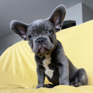 French Bulldog Puppy Crypto