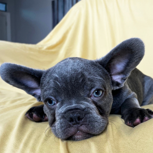 French Bulldog Puppy Crypto