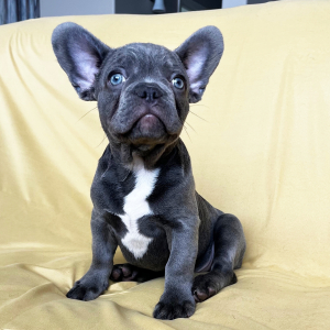 French Bulldog Puppy Crypto