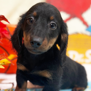 Dachshund Puppy Isaac