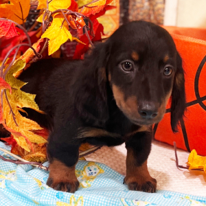 Dachshund Puppy Isaac