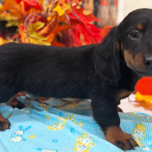 Dachshund Puppy Isaac