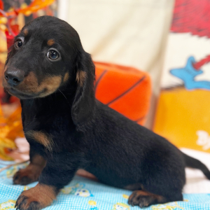 Dachshund Puppy Isaac