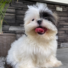 Shih Tzu Puppy Rachelle