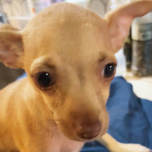 Chihuahua Puppy Lyle