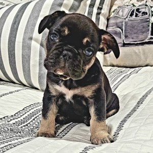 French Bulldog Puppy Sugar Bear