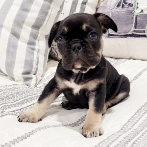 French Bulldog Puppy Sugar Bear