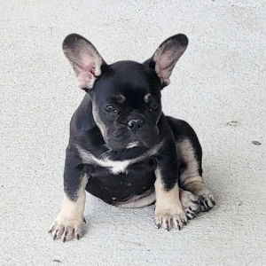 French Bulldog Puppy Sugar Bear
