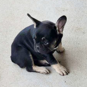 French Bulldog Puppy Sugar Bear
