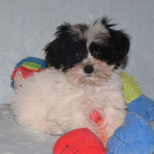 Miniature Schnauzer Puppy Lacie
