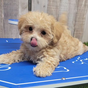 Maltipoo Puppy Ayla
