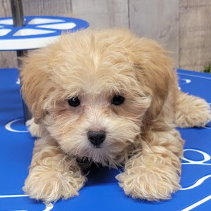 Maltipoo Puppy Ayla