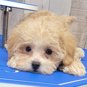 Maltipoo Puppy Ayla