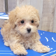 Maltipoo Puppy Ayla
