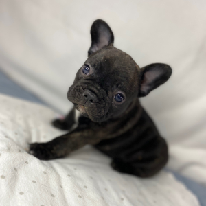 French Bulldog Puppy Percy