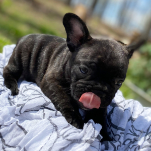 French Bulldog Puppy Percy