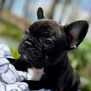 French Bulldog Puppy Percy