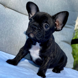 French Bulldog Puppy Percy