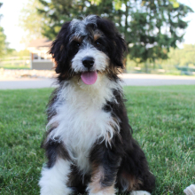 Bernedoodle Puppy Krew