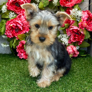 Yorkshire Terrier Puppy Danny