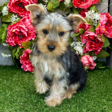 Yorkshire Terrier Puppy Danny