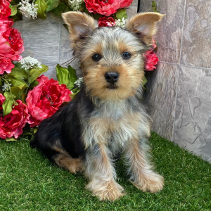 Yorkshire Terrier Puppy Danny