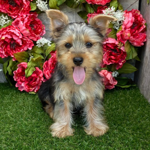 Yorkshire Terrier Puppy Danny
