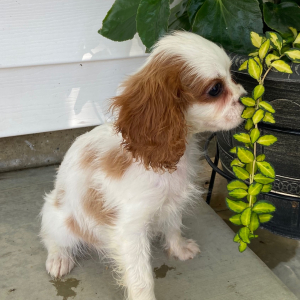 Cavalier King Charles Spaniel Puppy Tyler