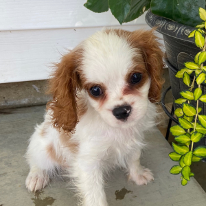 Cavalier King Charles Spaniel Puppy Tyler