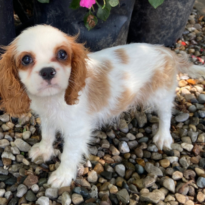 Cavalier King Charles Spaniel Puppy Tyler