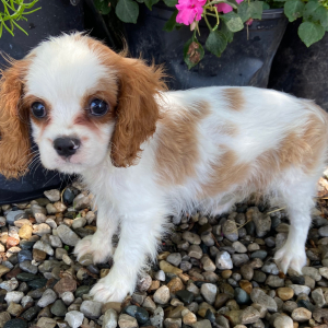 Cavalier King Charles Spaniel Puppy Tyler
