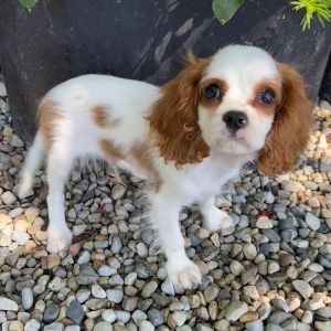 Cavalier King Charles Spaniel Puppy Tyler