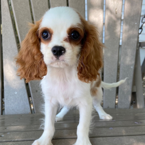 Cavalier King Charles Spaniel Puppy Tyler