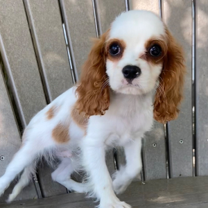 Cavalier King Charles Spaniel Puppy Tyler