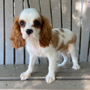 Cavalier King Charles Spaniel Puppy Tyler