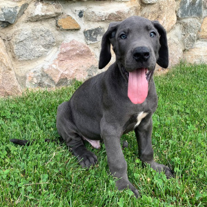 Great Dane Puppy Troy