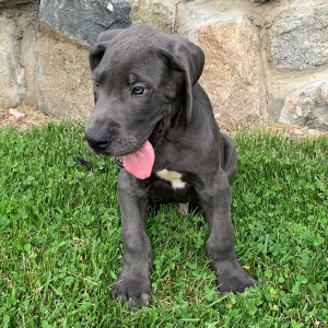 Great Dane Puppy Troy