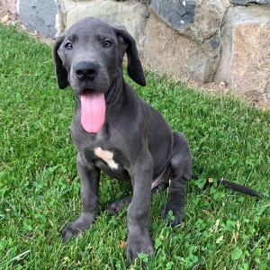 Great Dane Puppy Troy