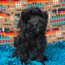 Aussiedoodle Puppy Daizy