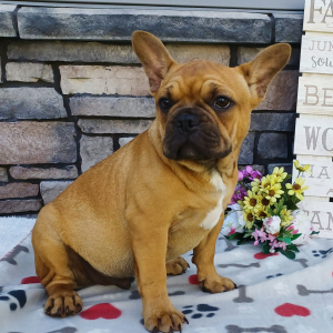 Frenchton Puppy Lucky