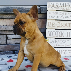 Frenchton Puppy Lucky