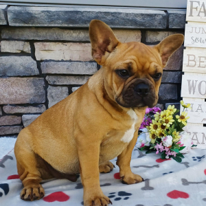 Frenchton Puppy Lucky