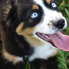 Australian Shepherd Puppy China Doll