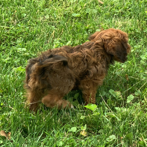 Cavapoo Puppy Nova