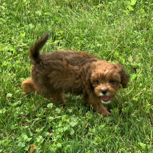 Cavapoo Puppy Nova