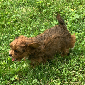 Cavapoo Puppy Nova
