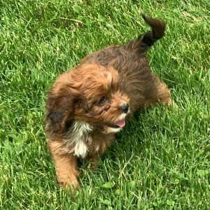 Cavapoo Puppy Nova