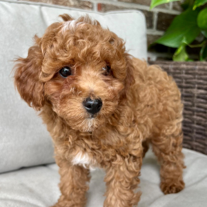 Poodle Puppy Blaze