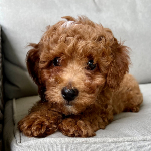 Poodle Puppy Blaze