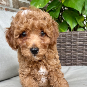Poodle Puppy Blaze